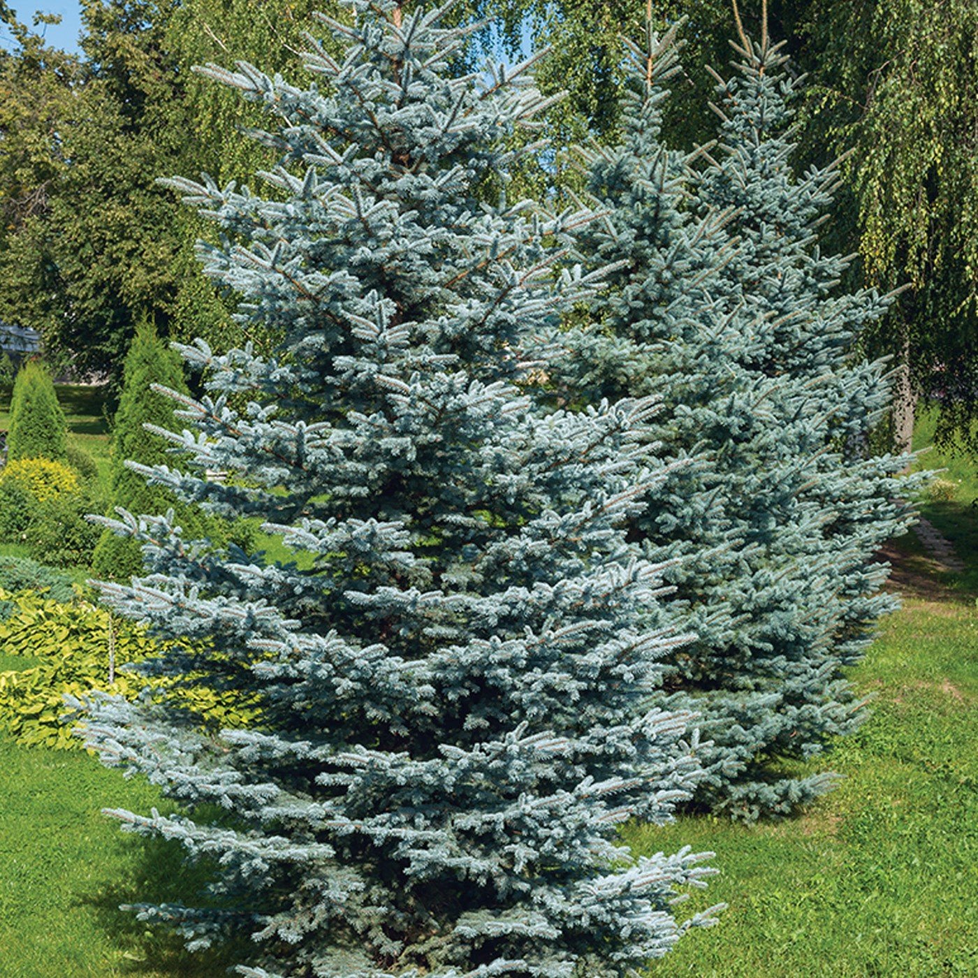 Blue Spruce-5 year seedling