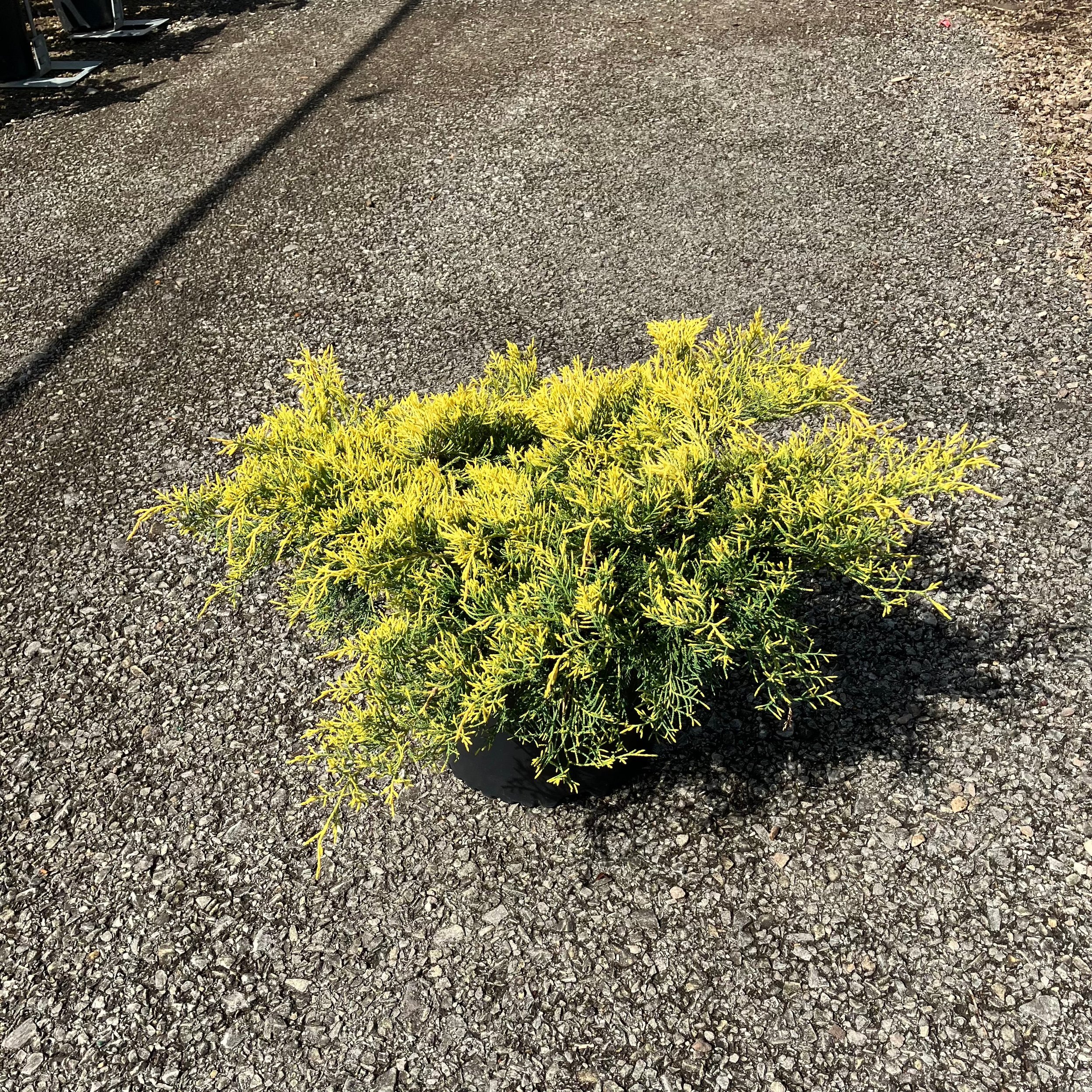 Saybrook Gold Juniper- Potted