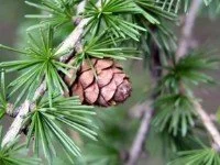 Eastern Larch