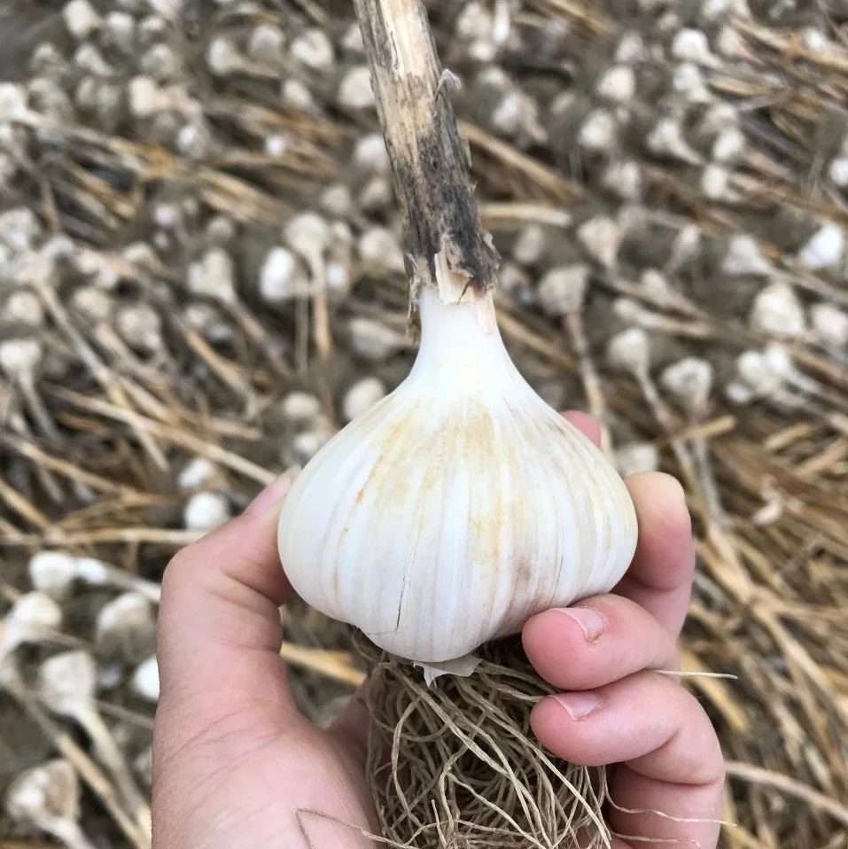 Music Garlic