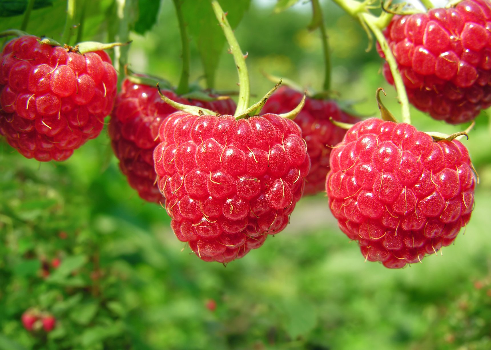 Raspberry-Caroline