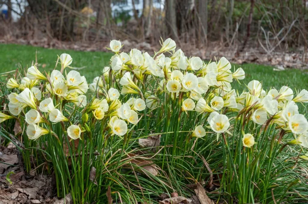 Daffodil Mary Poppins