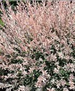 DAPPLED HAKURO NISHIKI WILLOW