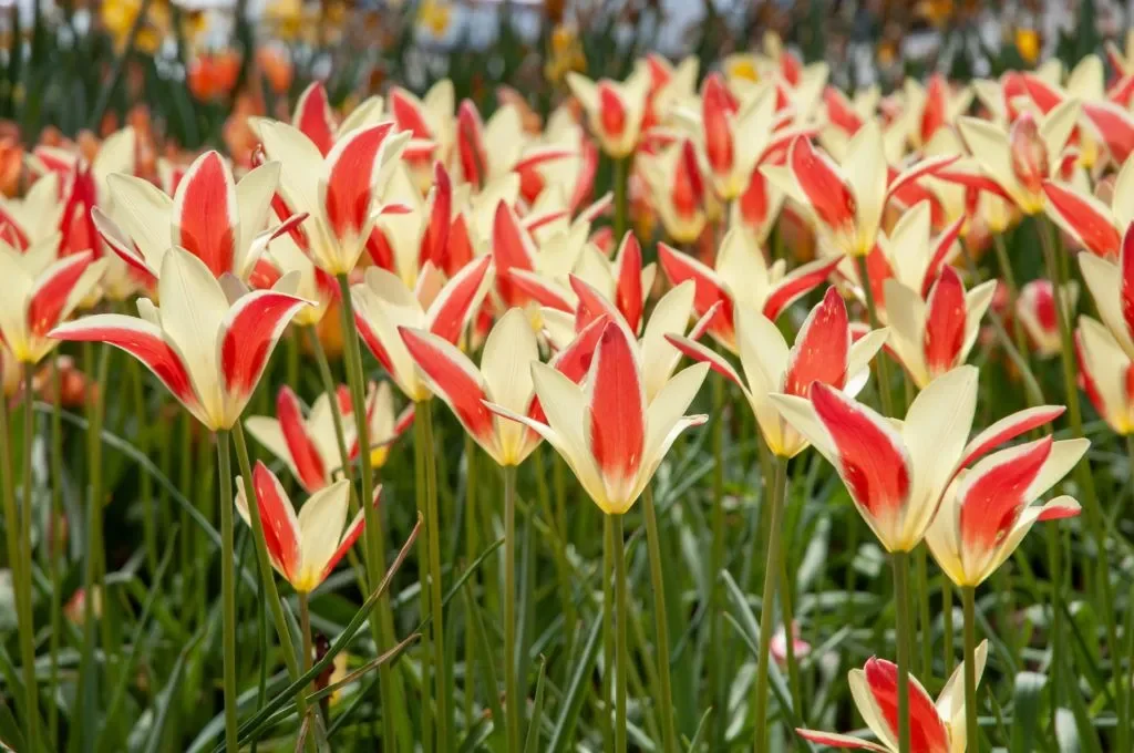 Tinka Tulips