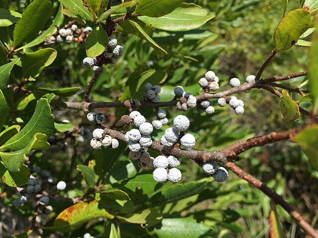 Northern Bayberry- potted