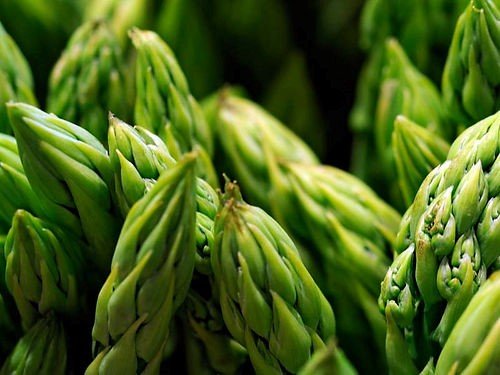 Asparagus - Mary Washington