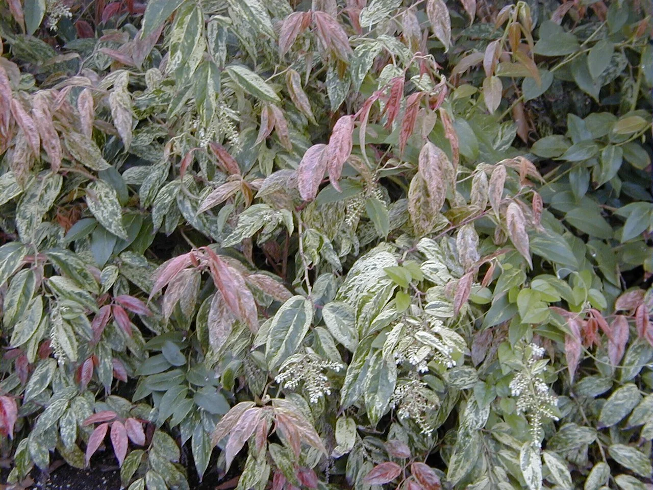Leucothoe Rainbow