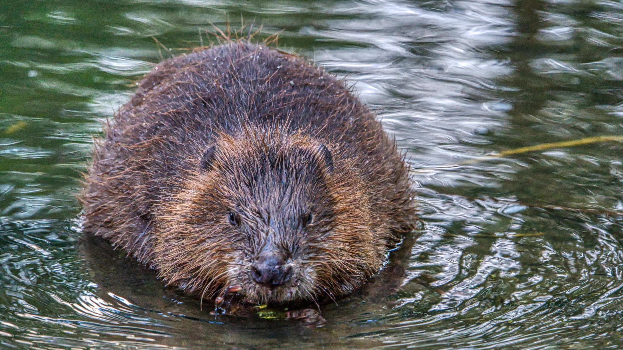 The Wonderful World of Beavers