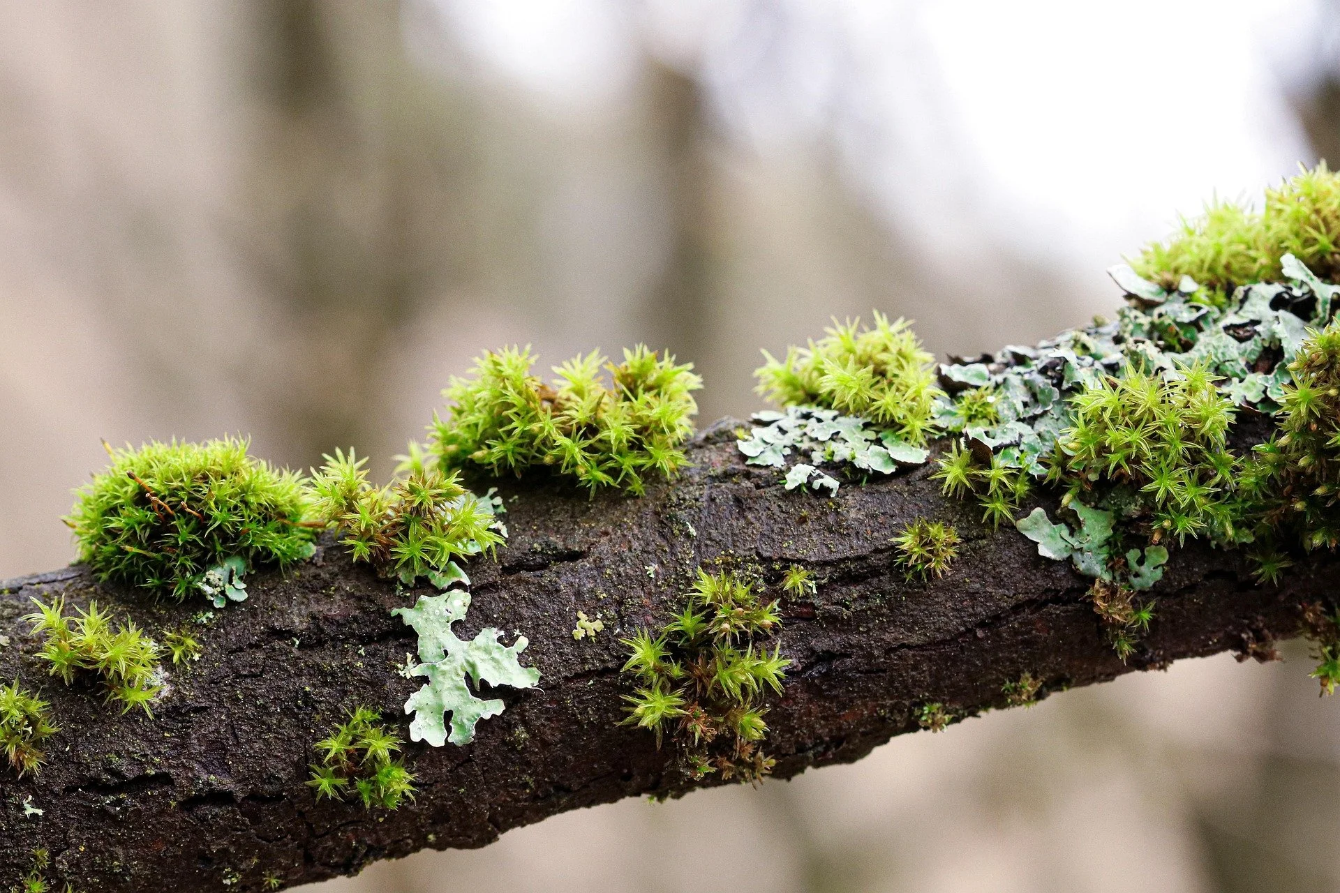 Lichens