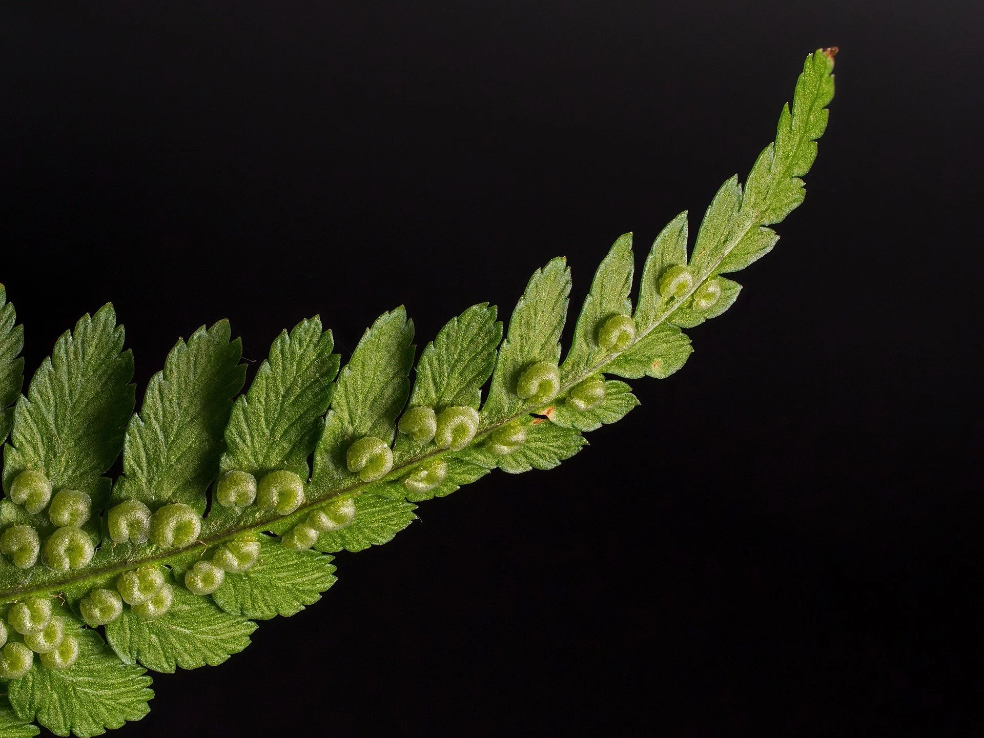 Fabulous Ferns