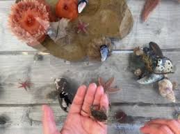 Interactive Touch Tank