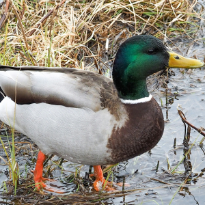Birding in Point State Park