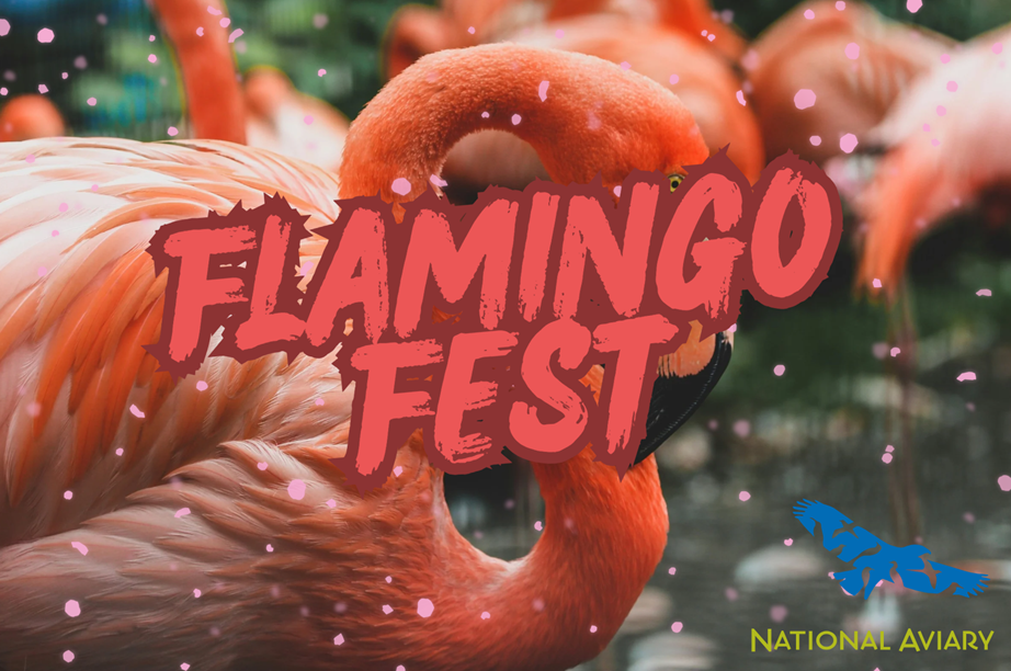 Flamingo Fest at the National Aviary🦩