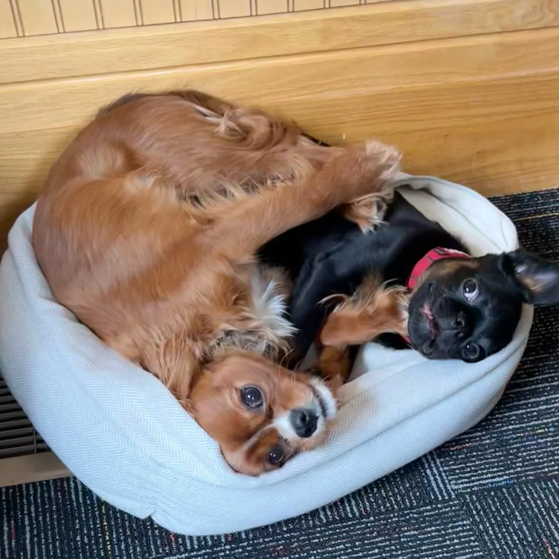 We interrupt today's updates to introduce you to two of our adorable office aides: Wally and Ed Tom! #besties