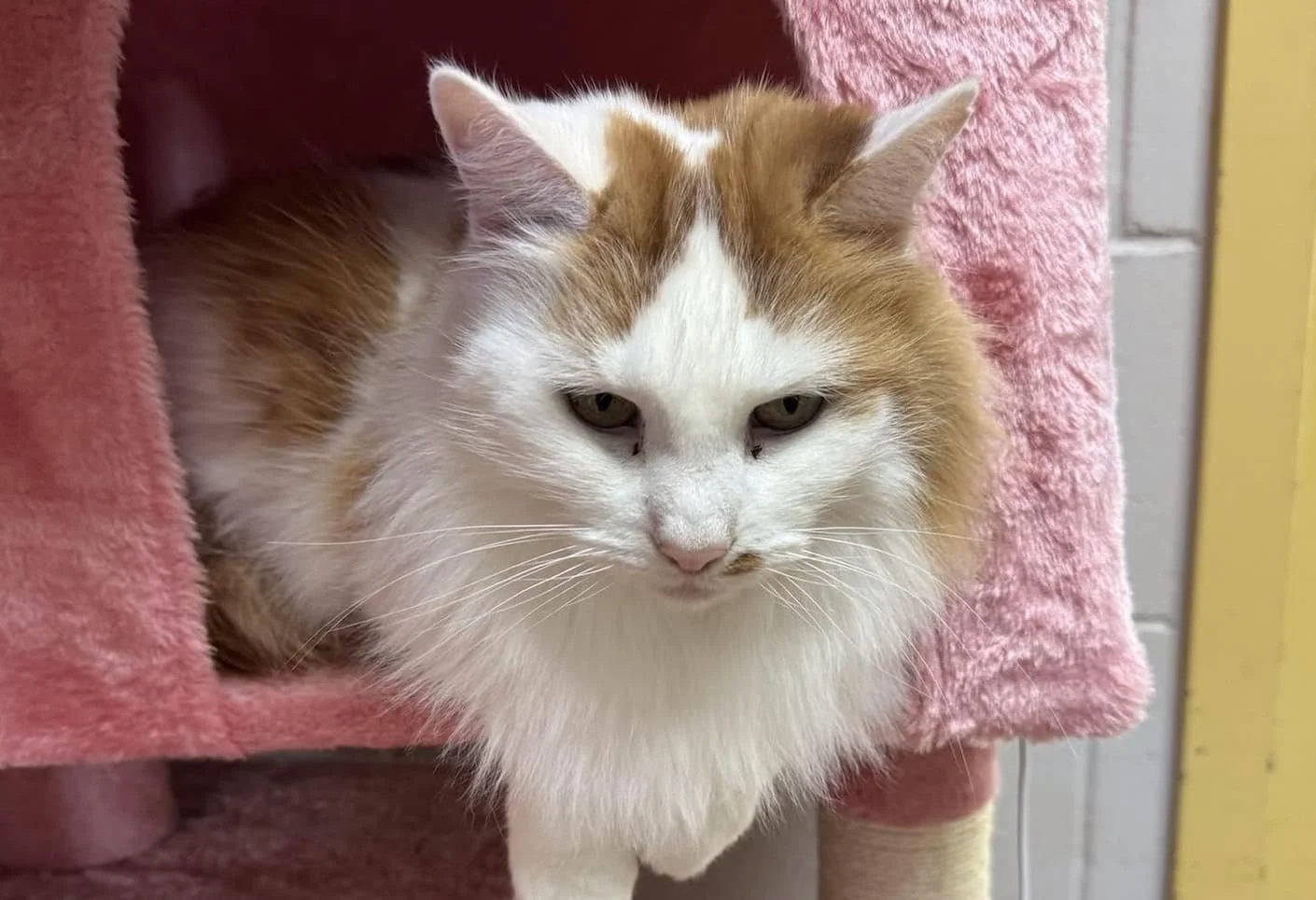 A fluffy orange and white cat relaxes with her front paws outside of a pink kitty play structure.