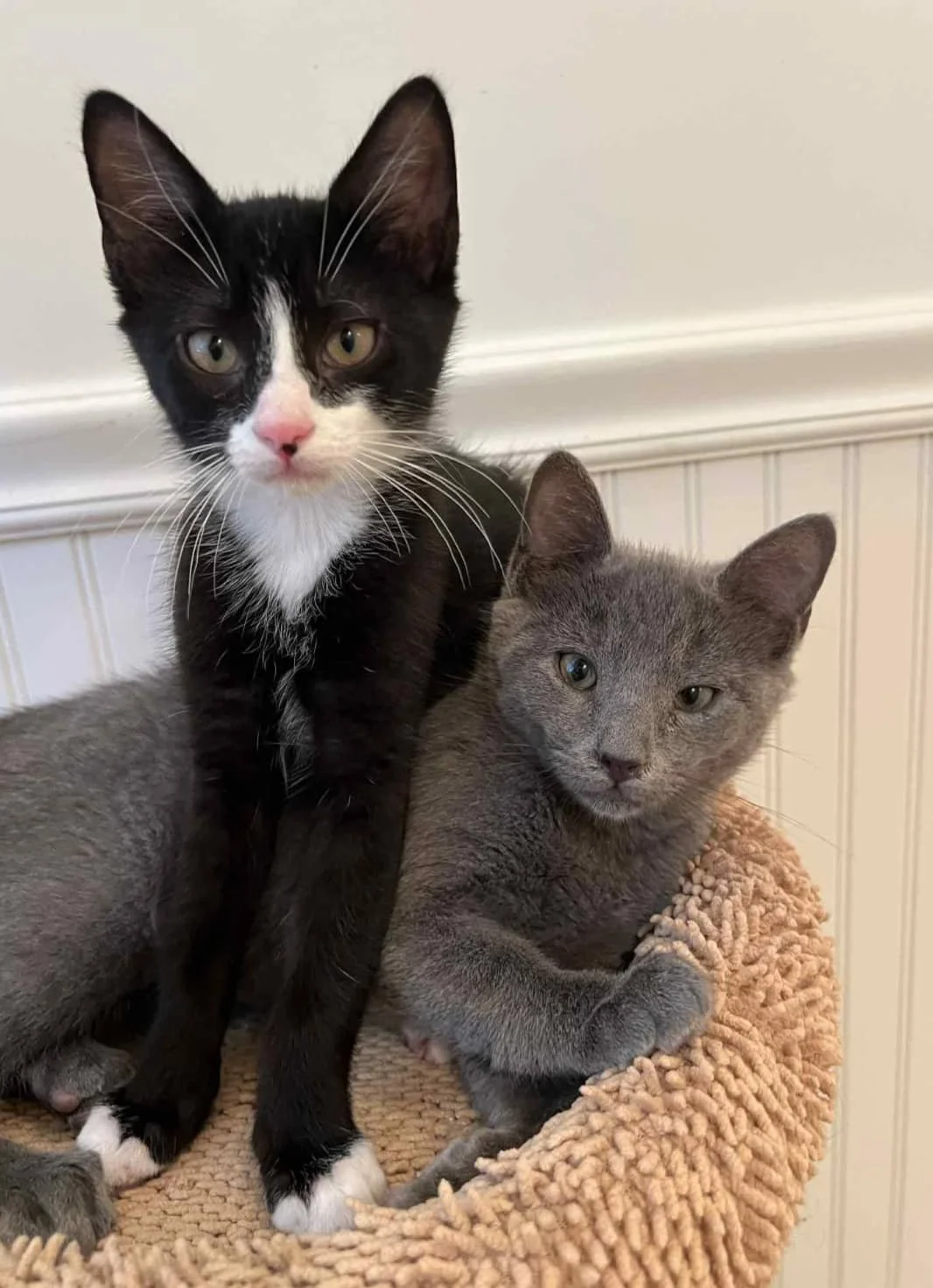 A black and white kitten drapes over a grey kitten on an orange cat bed.