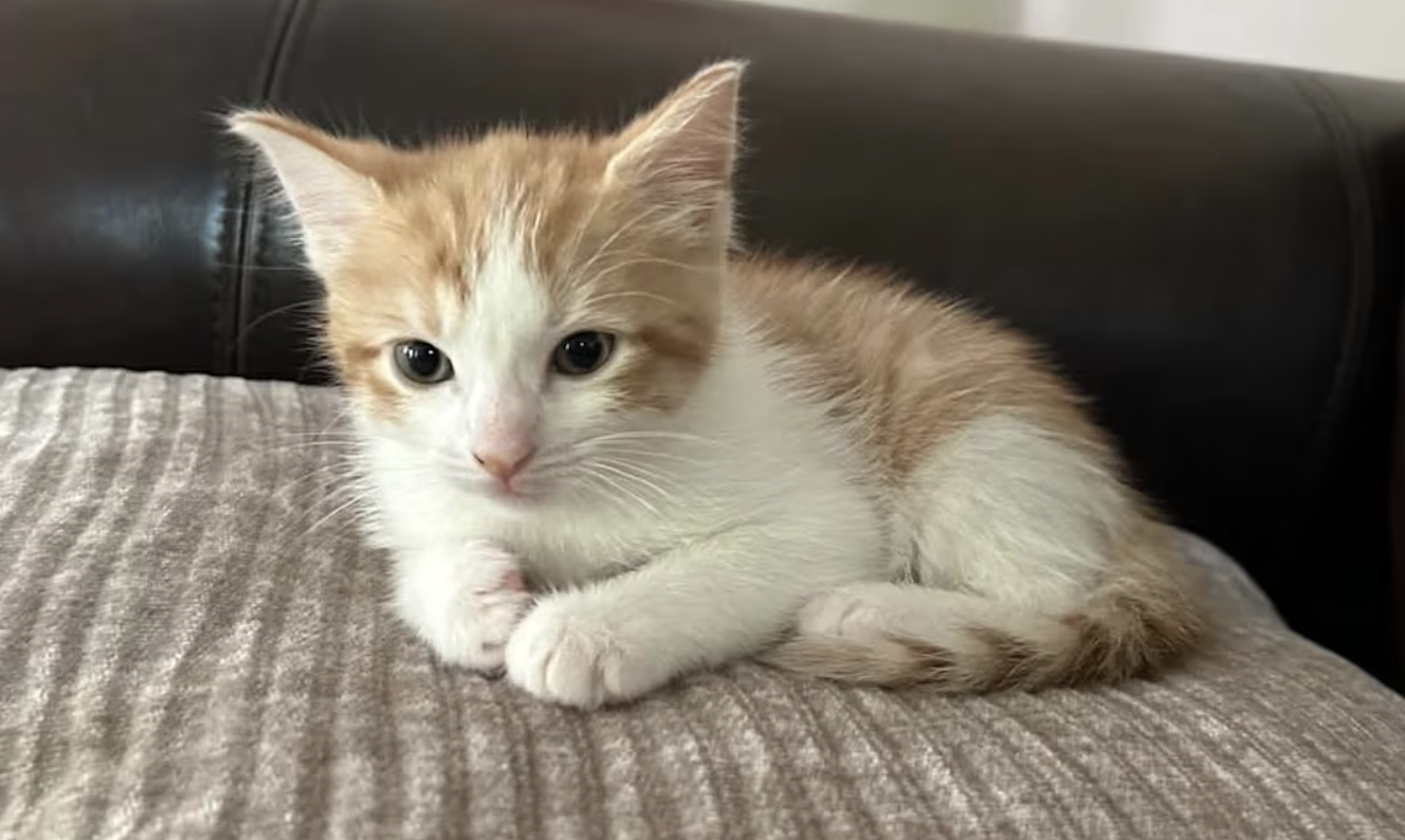 A small orange and white kitten relaxes on a cozy cushion.