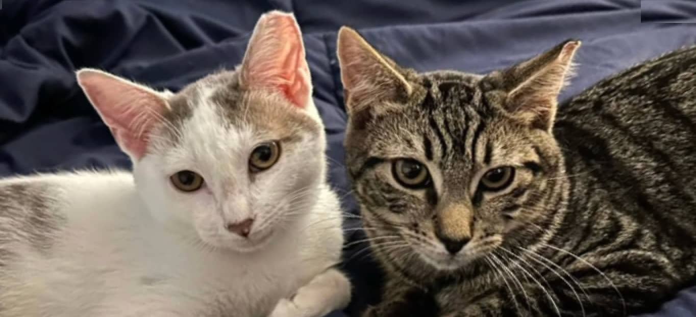 A white kitty and tabby kitty cuddle together on a blue blanket