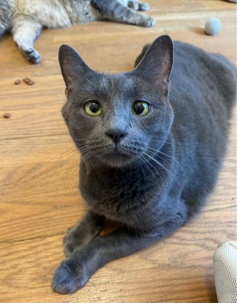 A beautiful short-haired dark grey kitty looks up with beautiful green eyes.