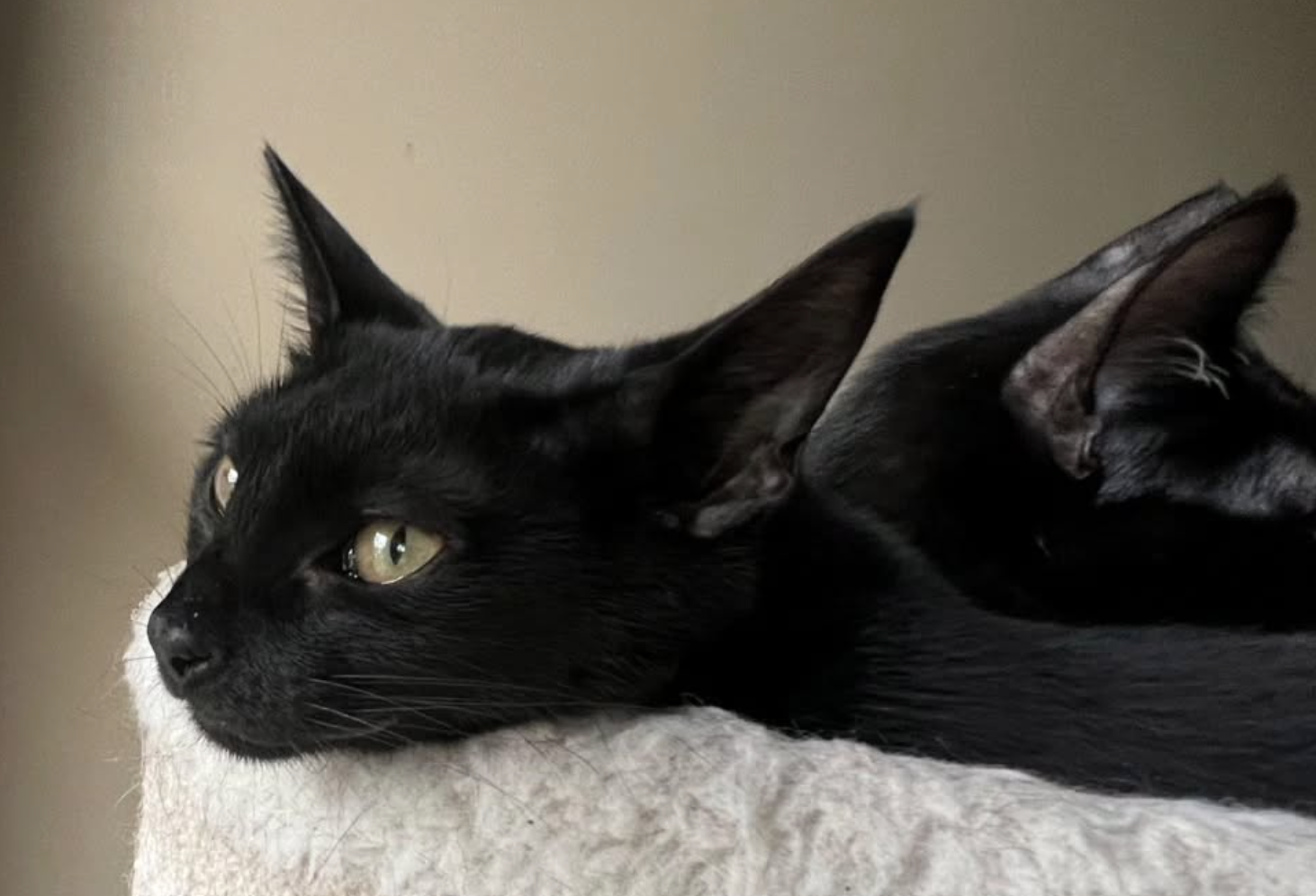 two_black_kitties_snuggle.png