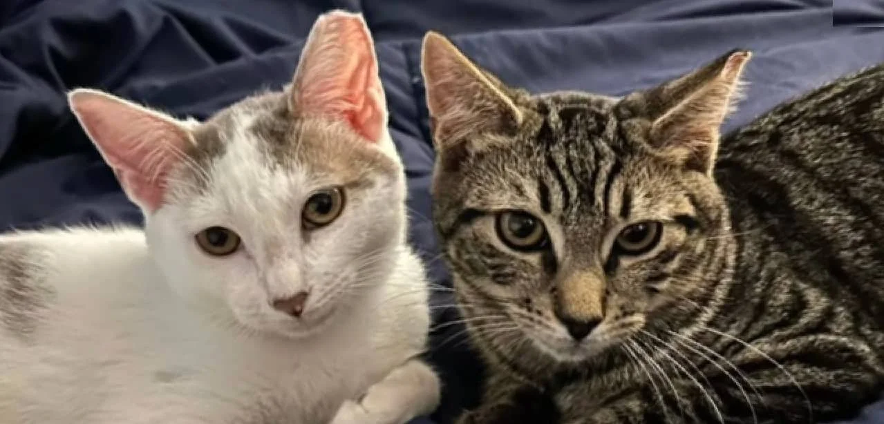 A white and grey kitty snuggle with heads together awaiting their double adoption.