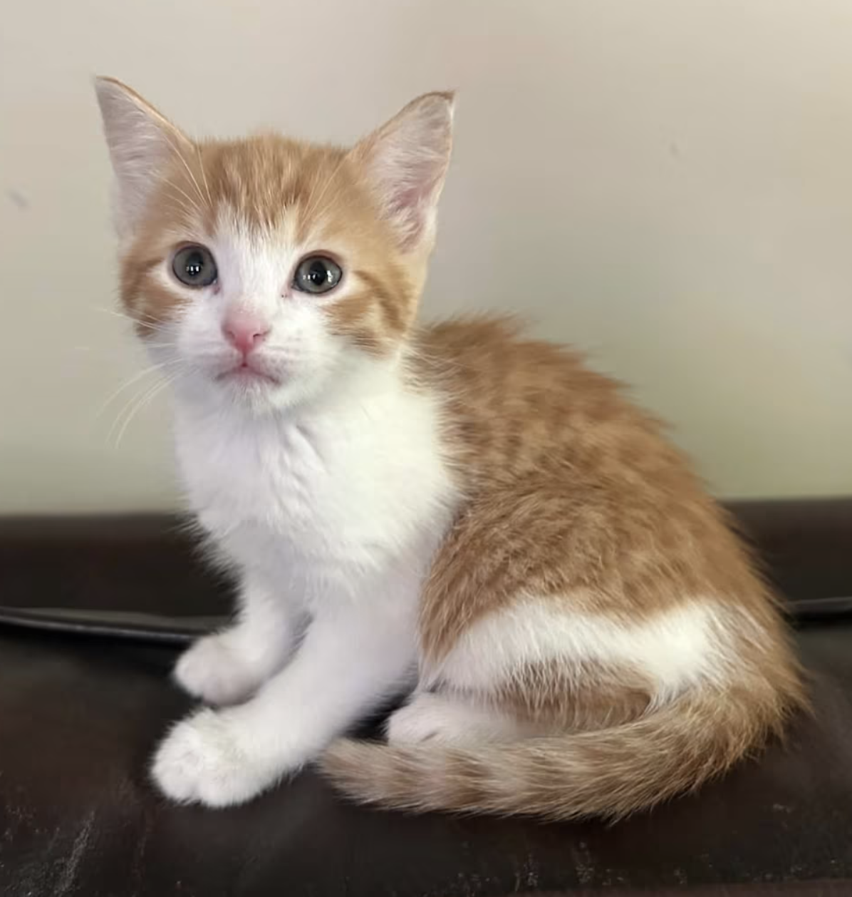A timy orange and white kitty looks up.