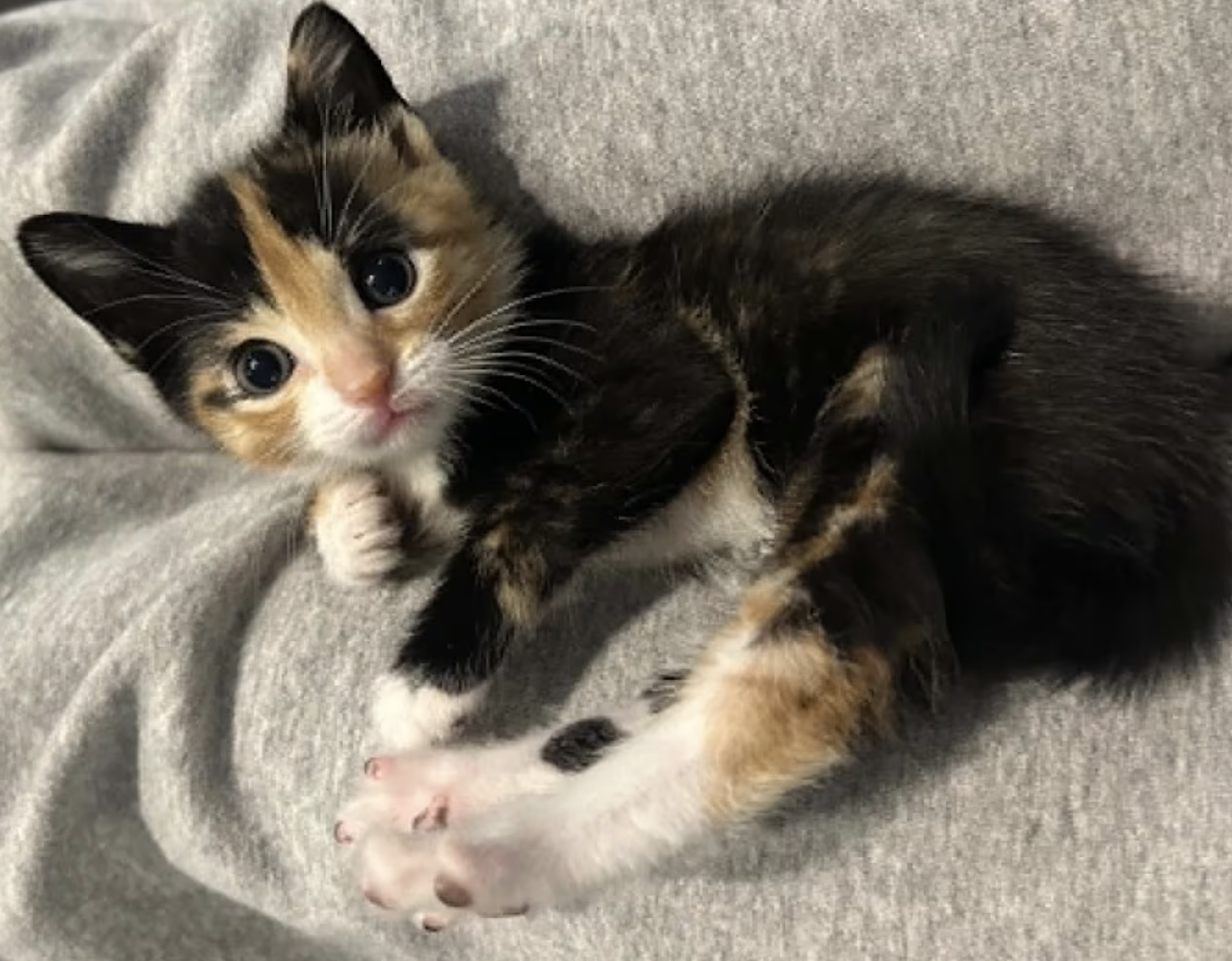 A tiny calico kitten cuddles in a cozy blanket.