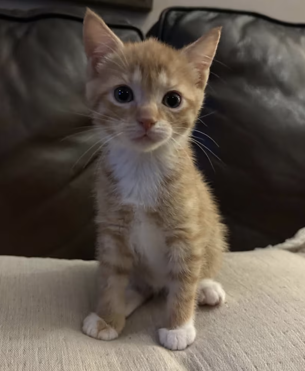 A small orange and white kitten would like you to adopt him.