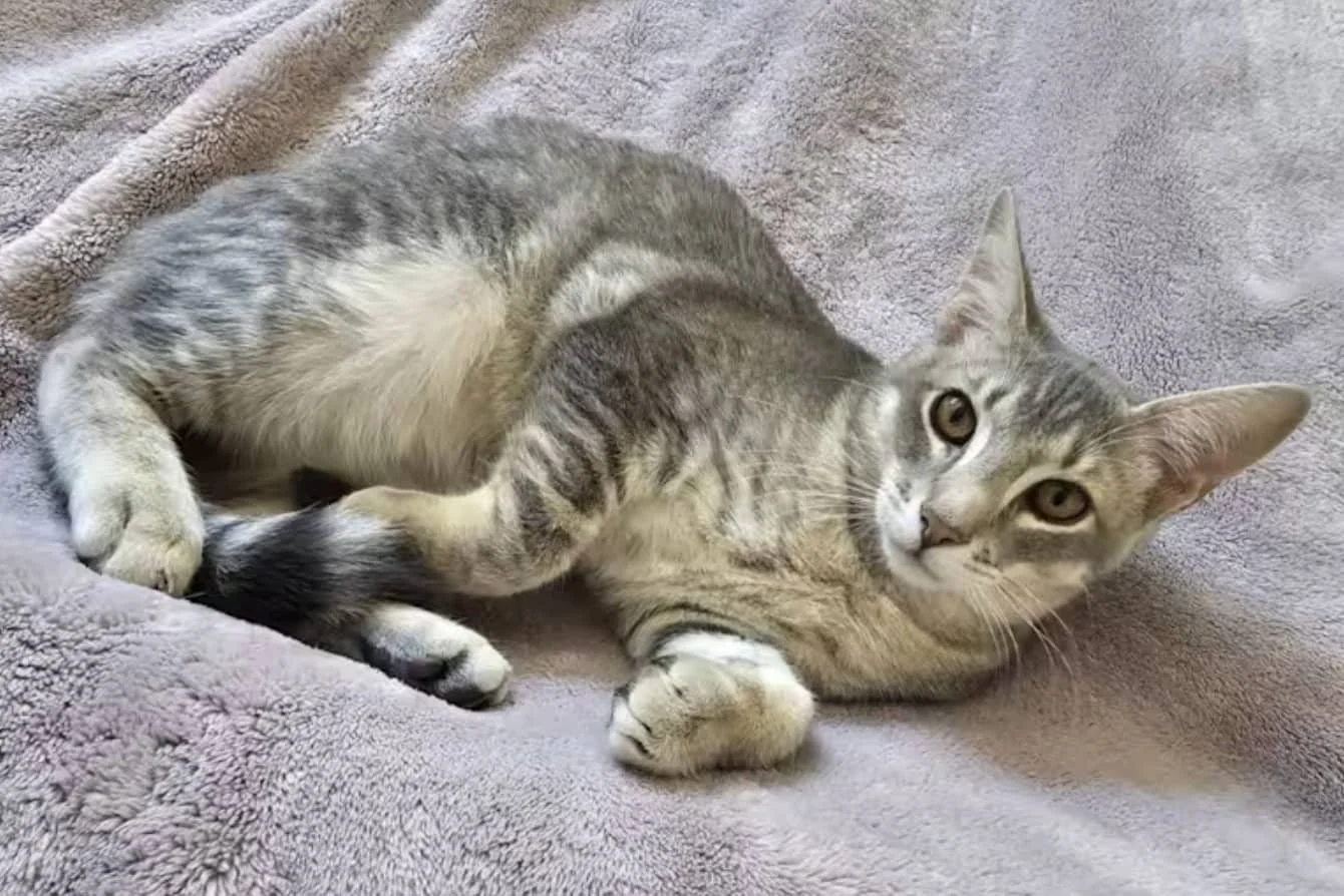 A handsome short-haired grey cat lounges on a fuzzy grey blanket.