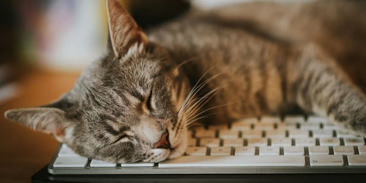 A grey tabby kitty sleeps on a keyboard