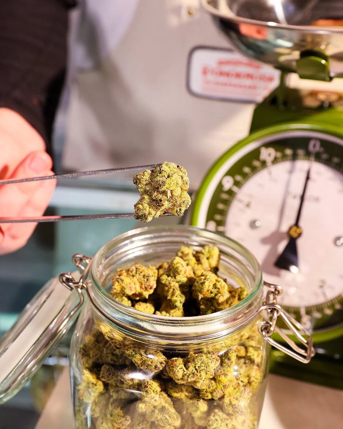 Close-up of a jar filled with cannabis buds, with a person using tweezers to pick up a bud, and a green scale in the background.