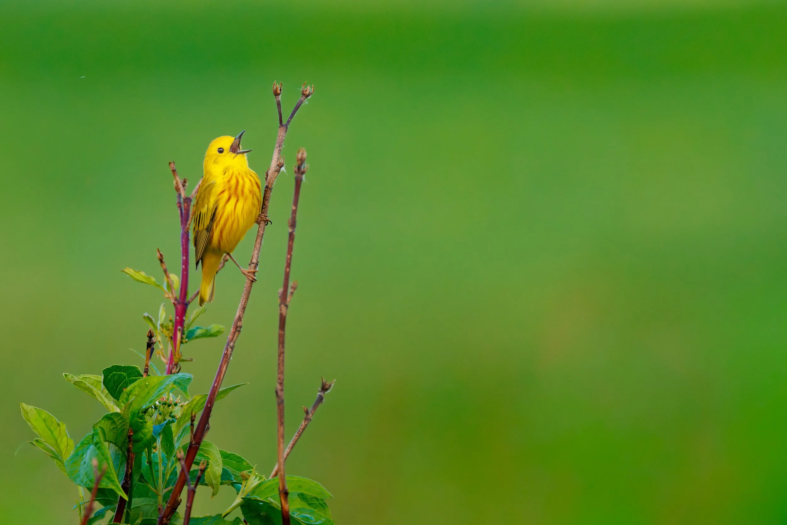 350A9537-Enhanced-NR.jpg