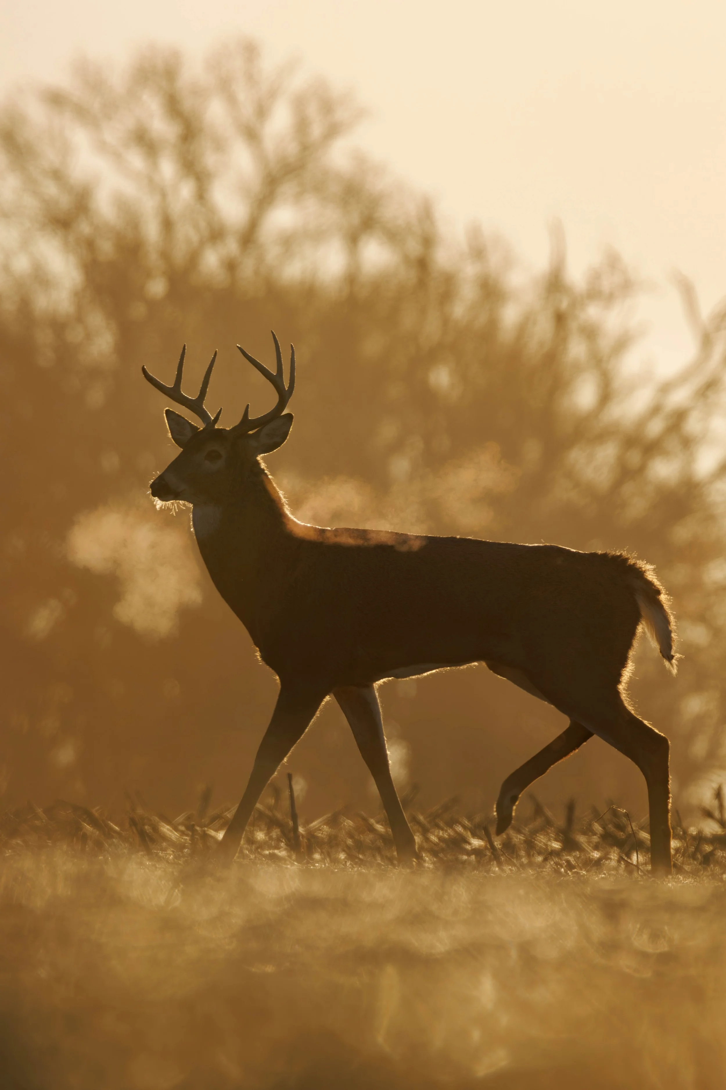 Ben Neff - Whitetail Deer - Frosty Golden Hour.jpg