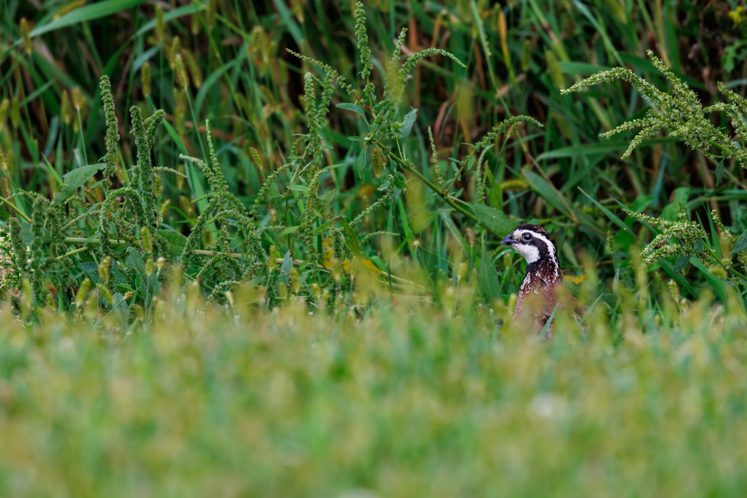 350A3953-Enhanced-NR.jpg
