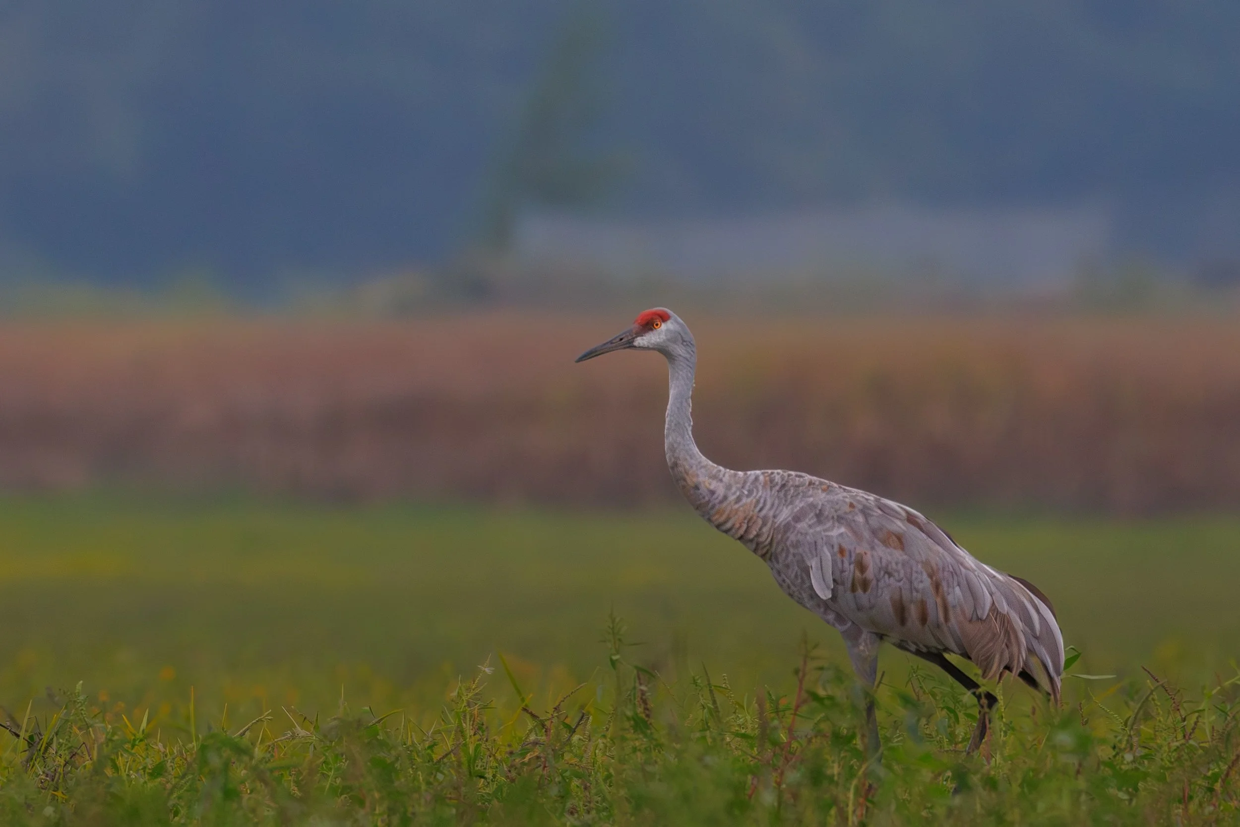 350A6047-Enhanced-NR (2)~2.jpg