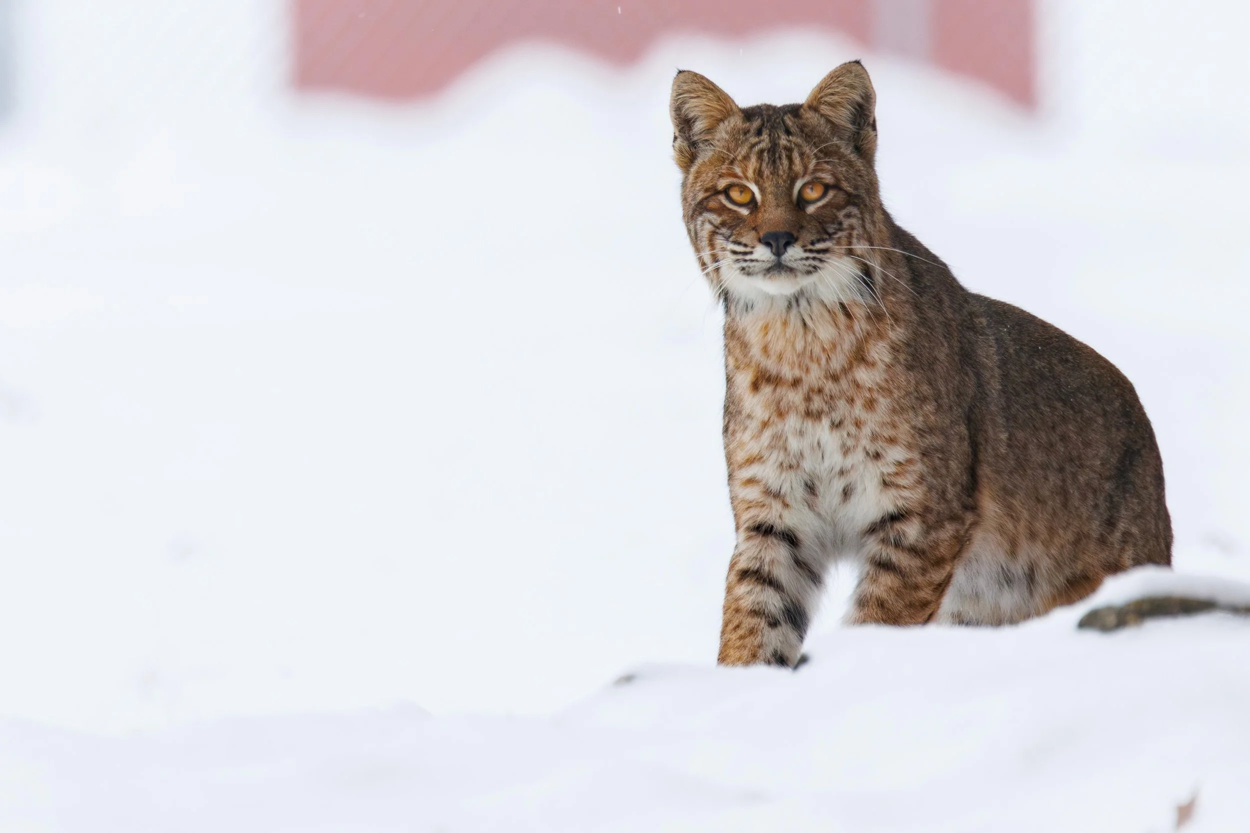 Ben Neff Comet the Bobcat-15~2.jpg