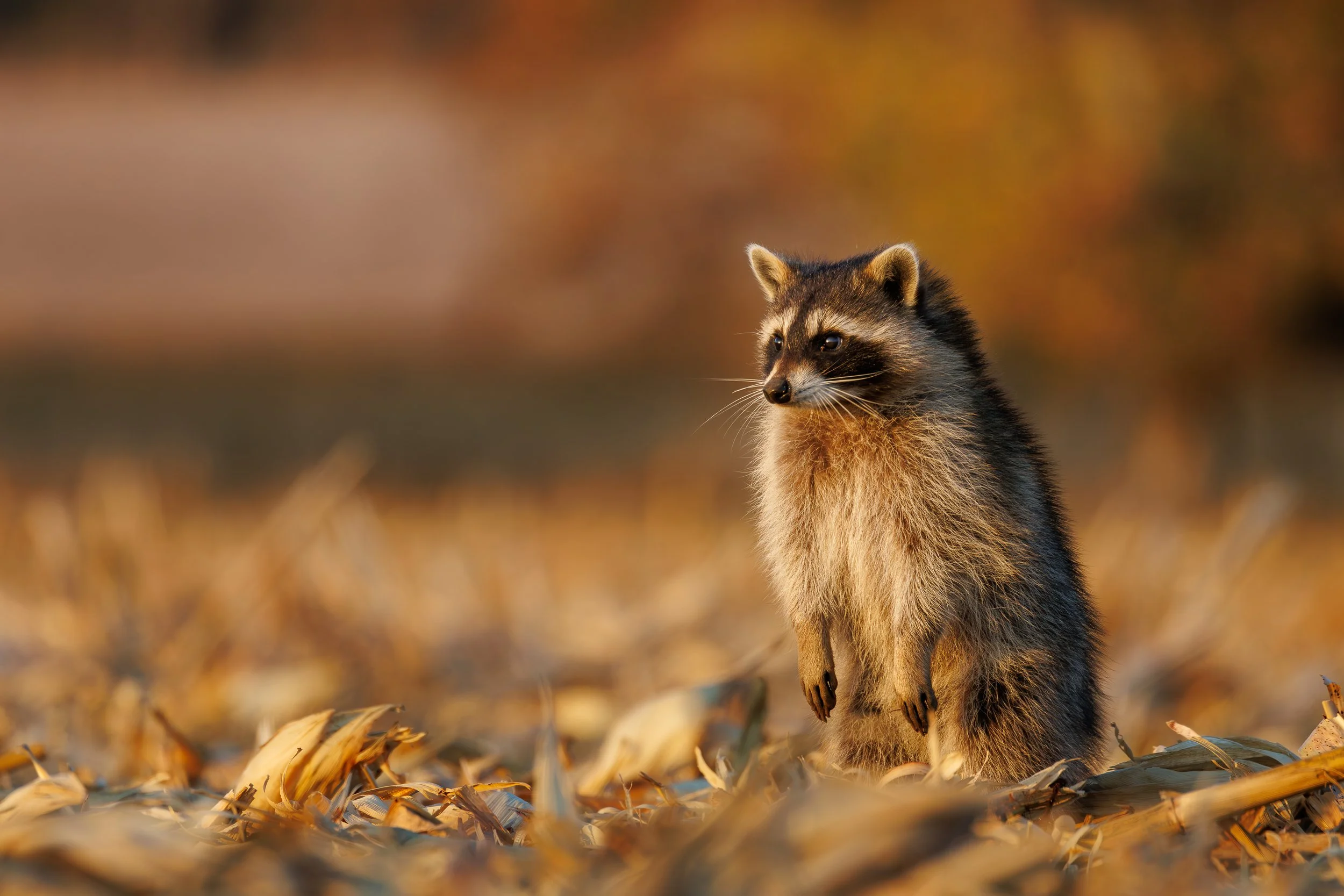 Concerned Raccoon.jpg