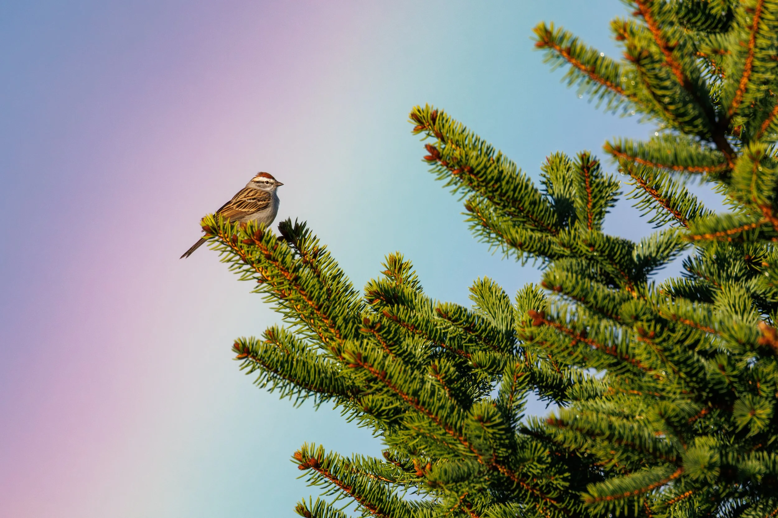 350A7778-Enhanced-NR.jpg