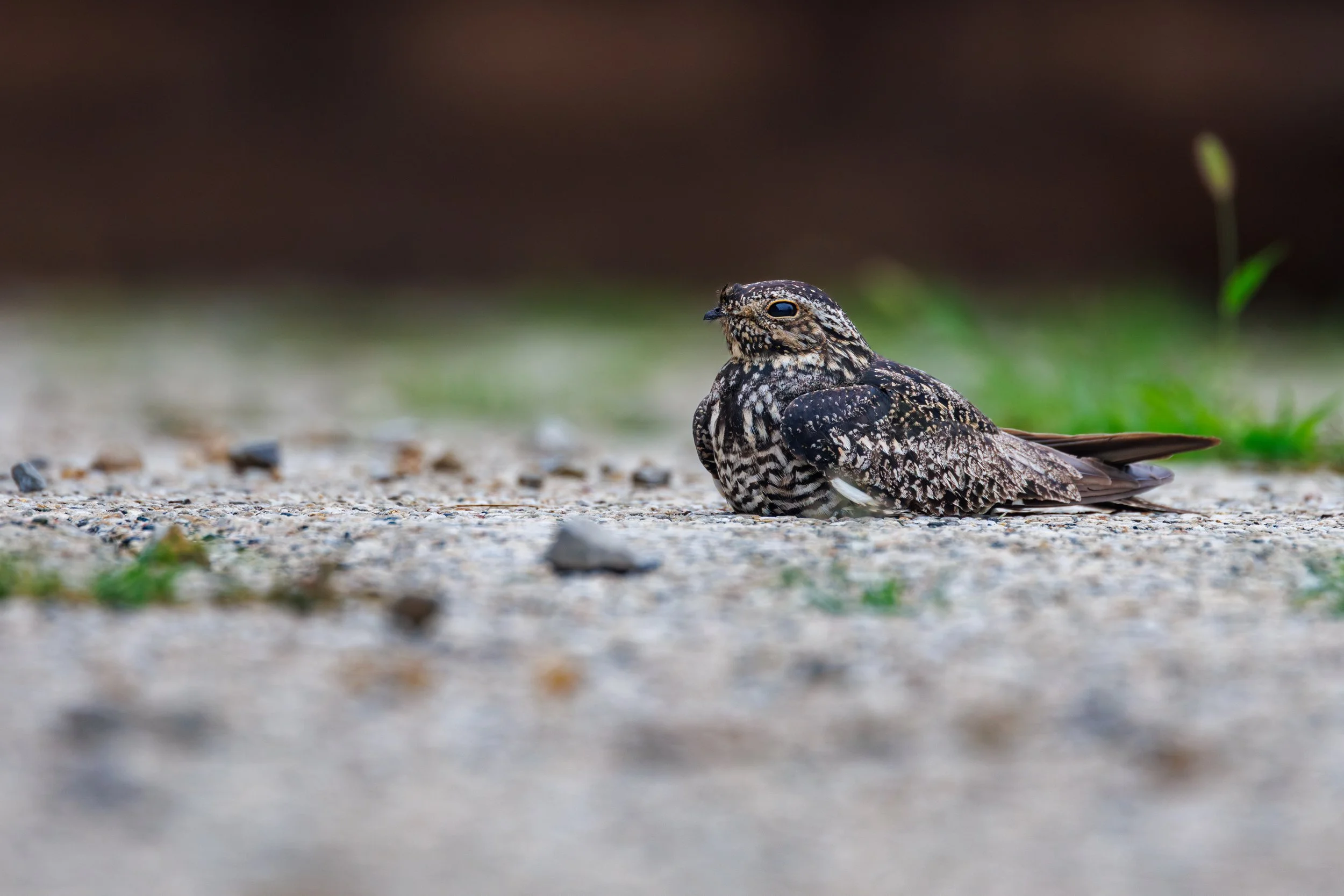 350A2426-Enhanced-NR.jpg