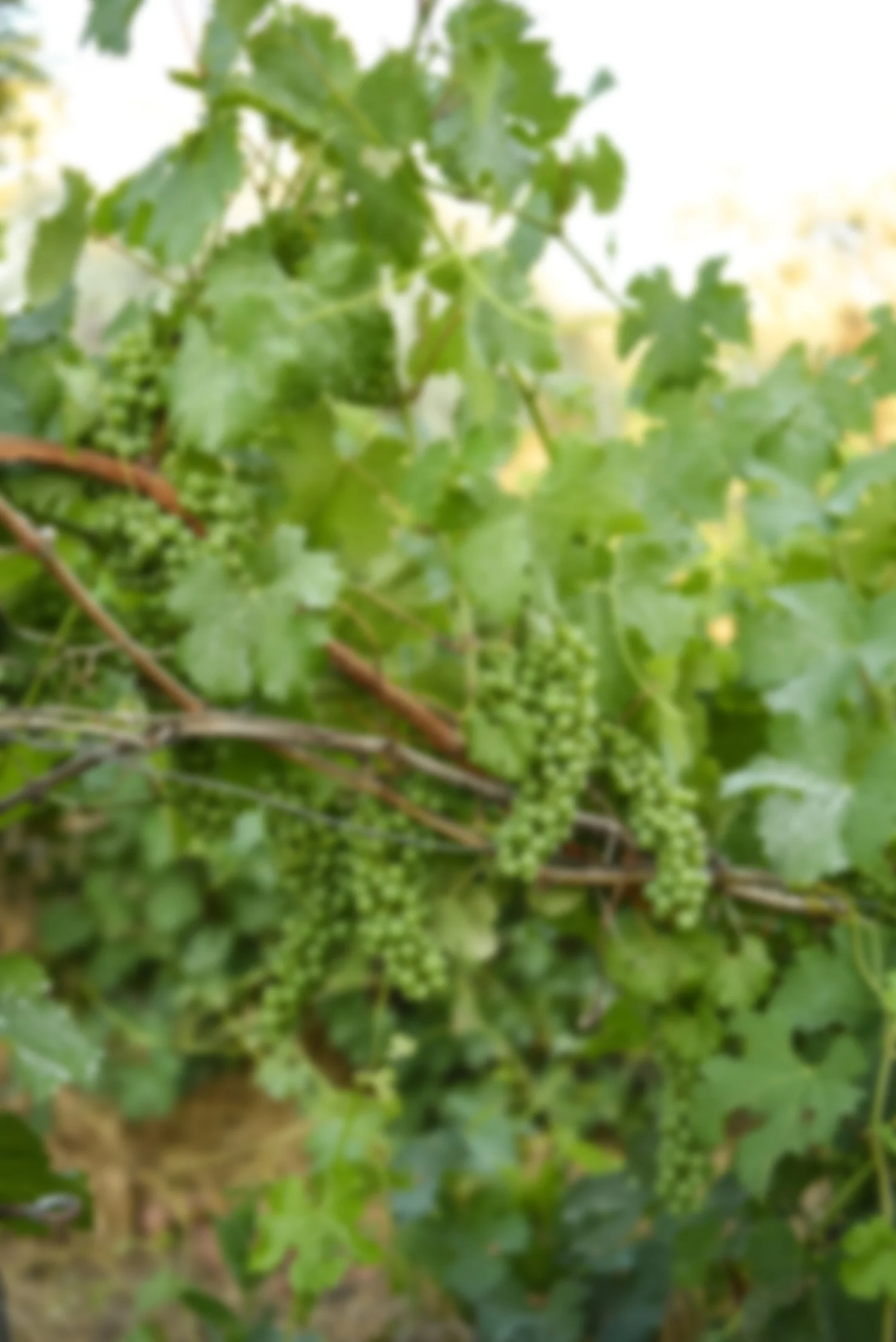 Bruneau Cowboy Christmas 2022 Bruneau Cowboy Christmas Craft Fair — Holesinsky Vineyard + Winery