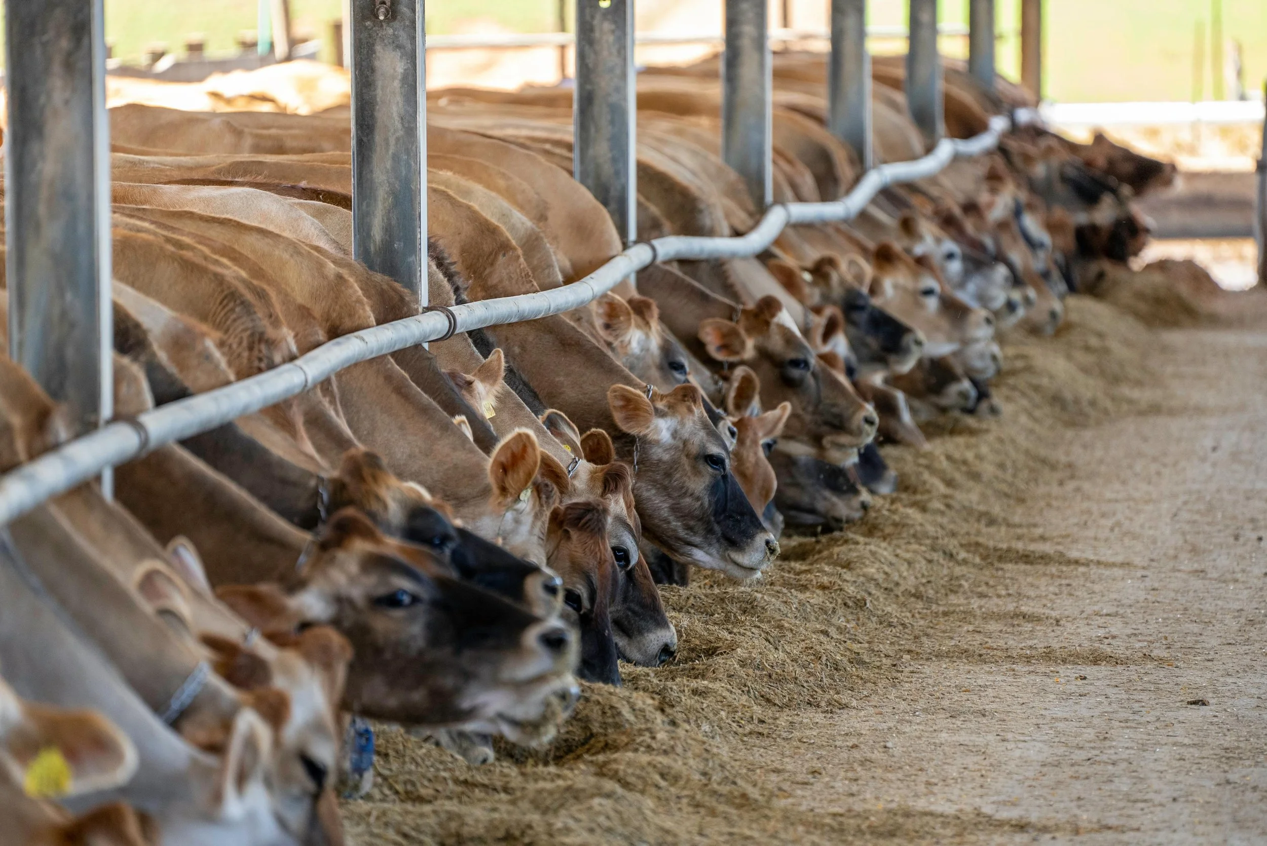 pexels-nc-farm-bureau-mark-11357088.jpg