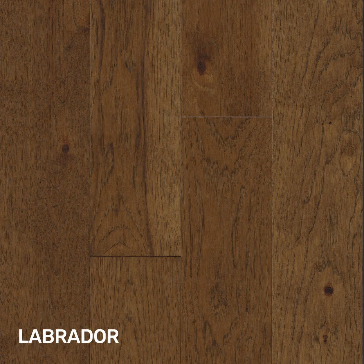 LABRADOR.jpg