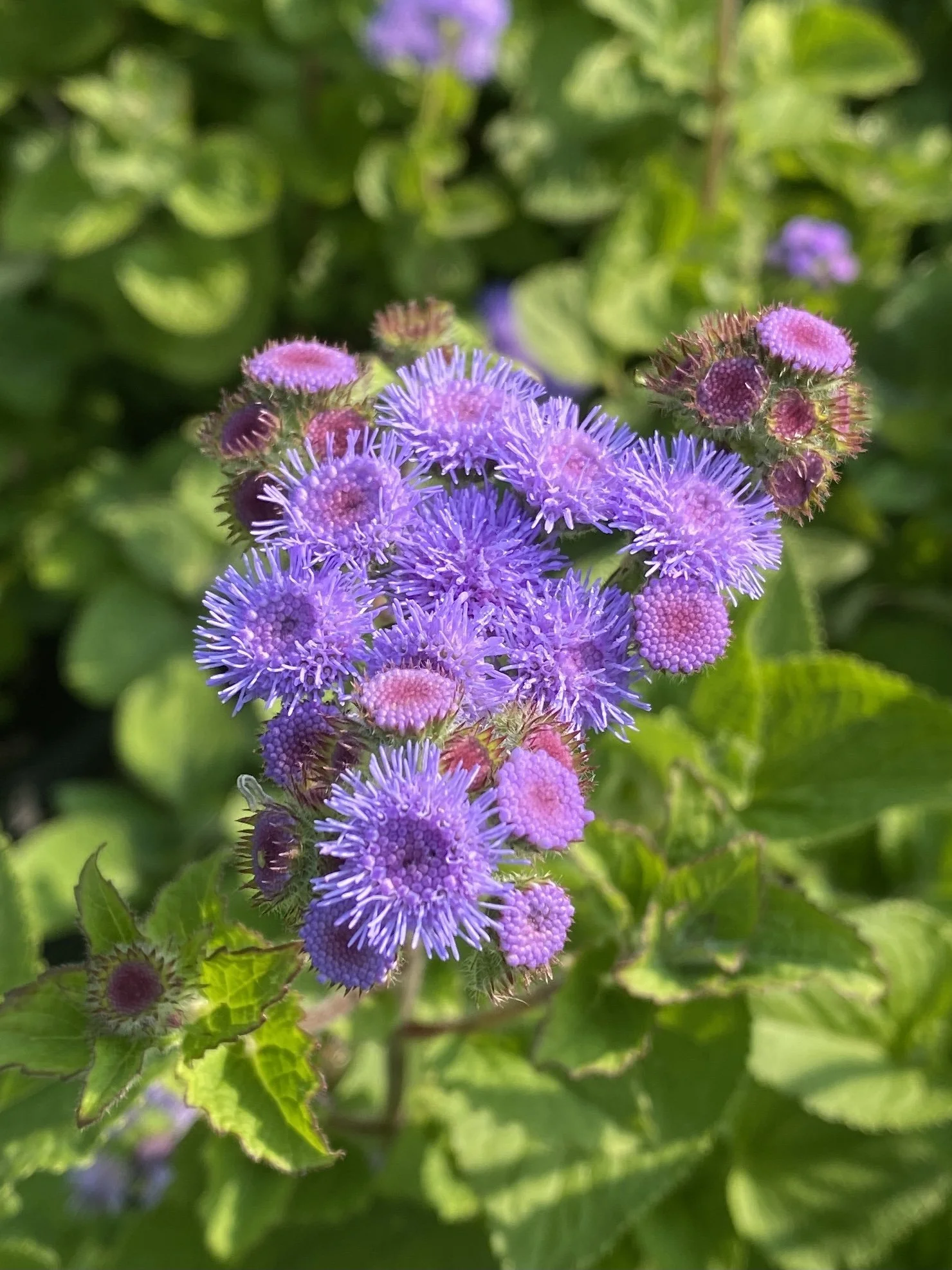 Ageratum.JPG