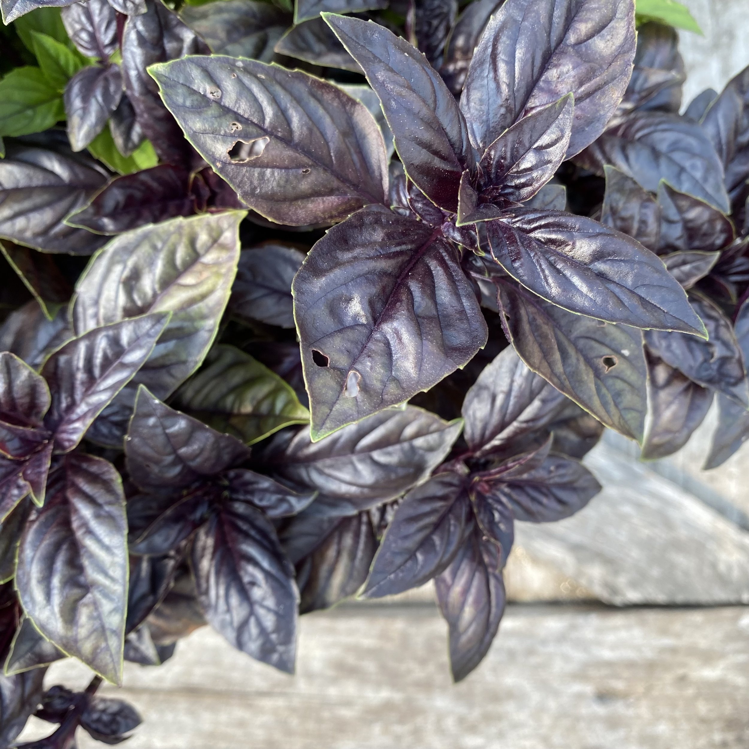 Basil  Dark Opal.JPG