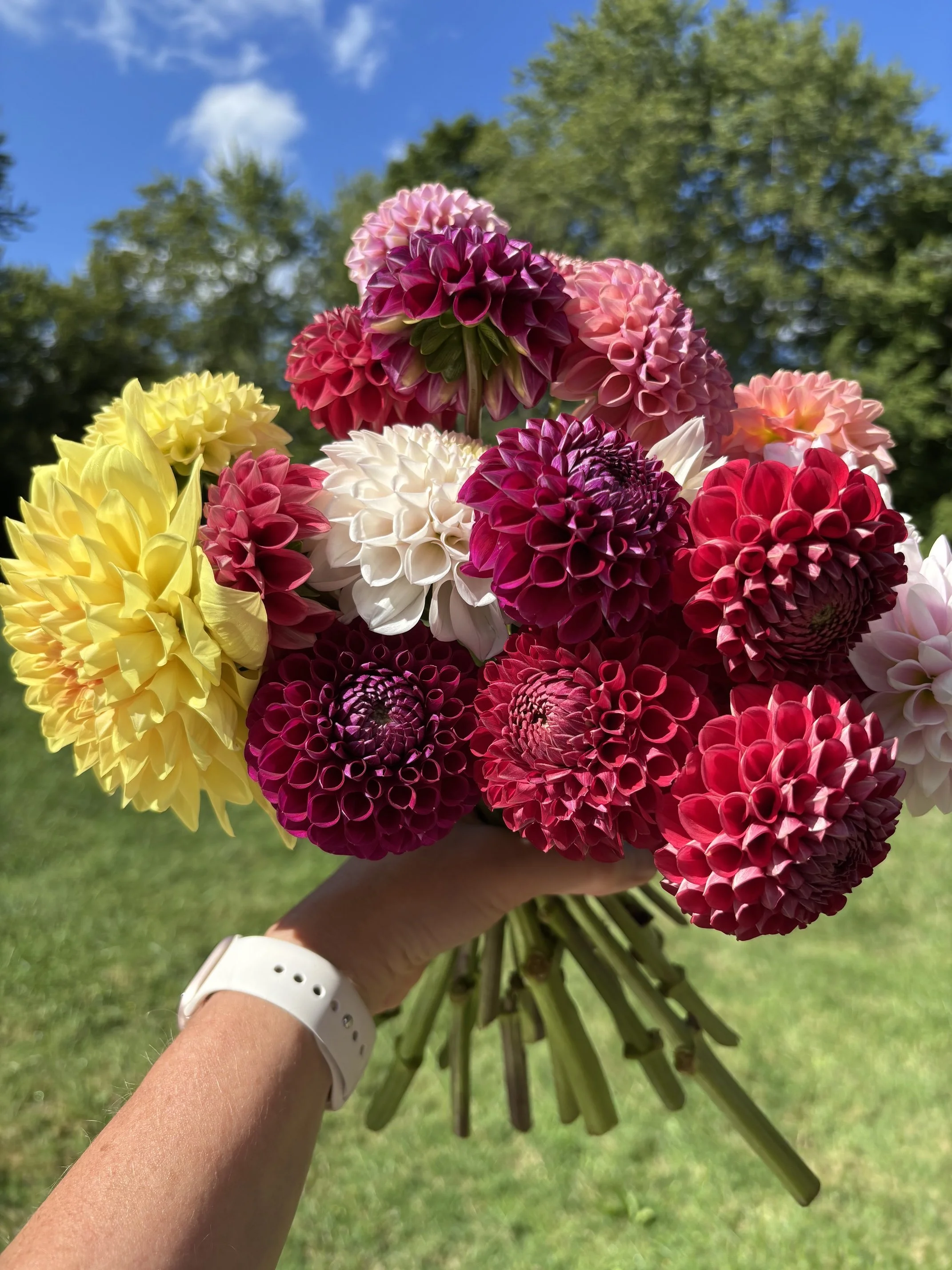 dahlias.jpeg