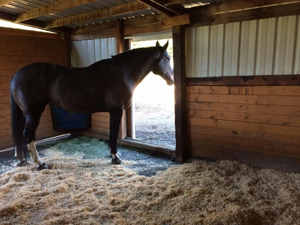 General 2 — Red Horse Stables