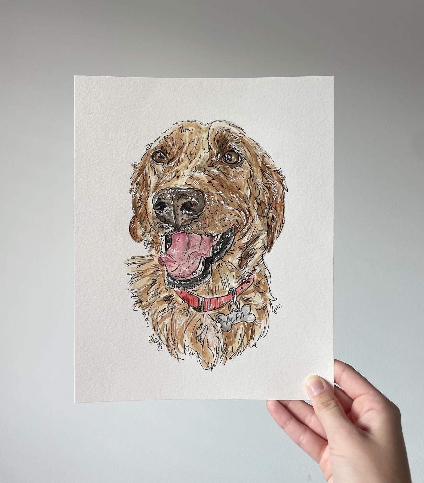 A pup with all the personality! Alfa lived the van life accompanying her owner in all of his travels 🧳🚐

8 x 10 watercolor + pen

#pet #petportrait #dog #travel #goldenretriever