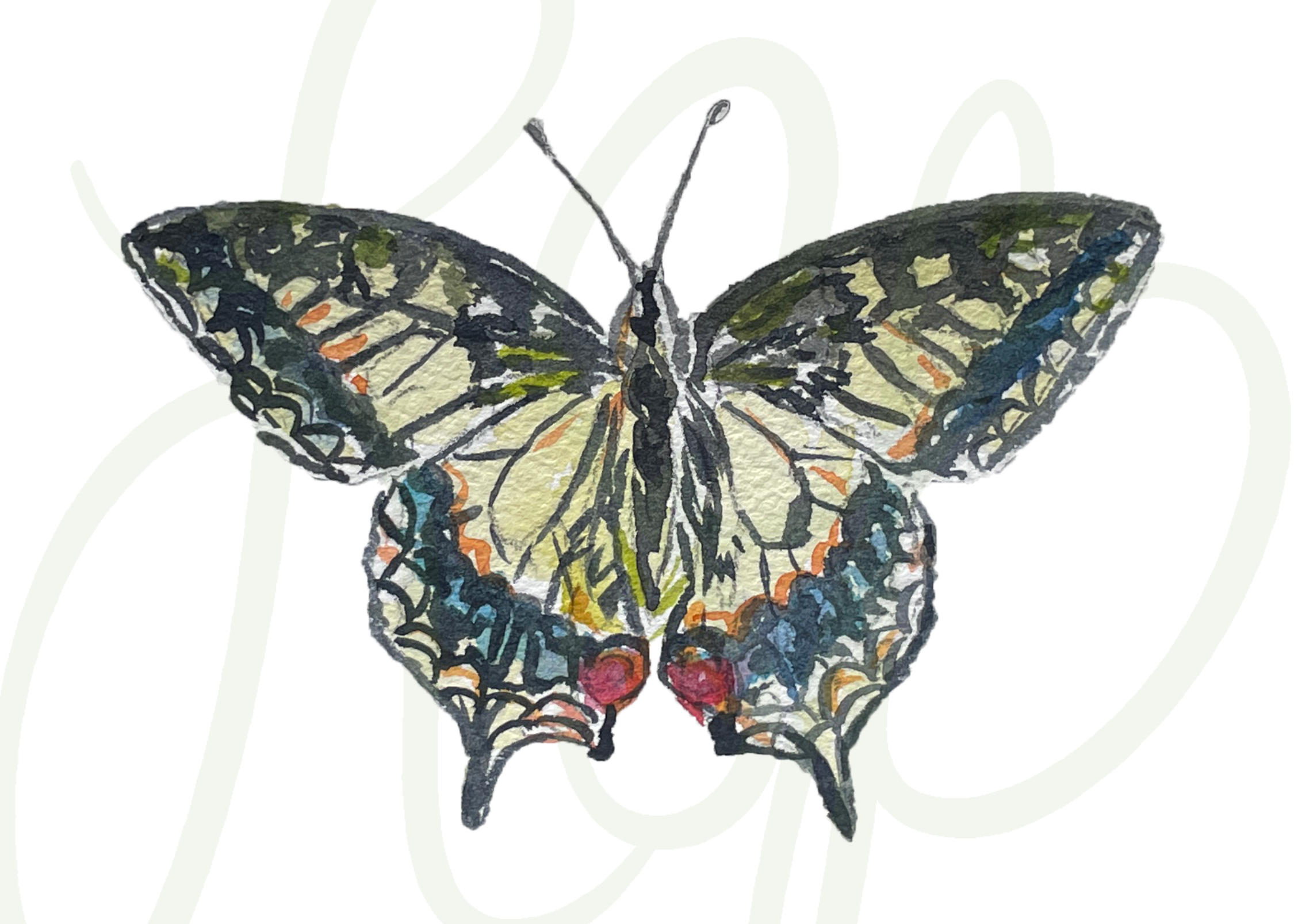 Stella Butterfly - Print