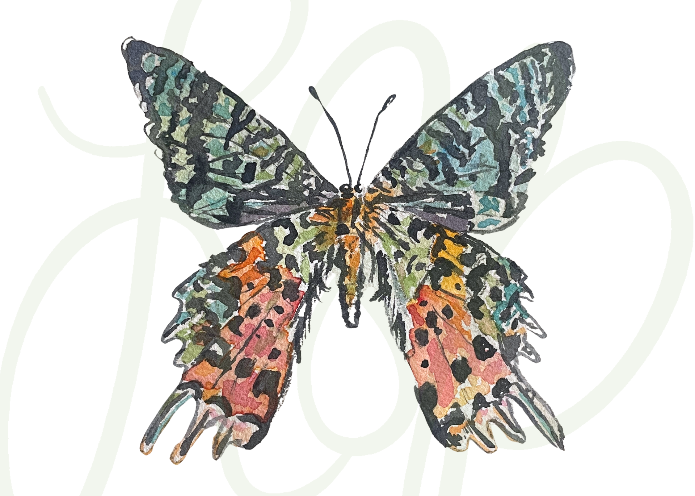 Emerson Butterfly - Print