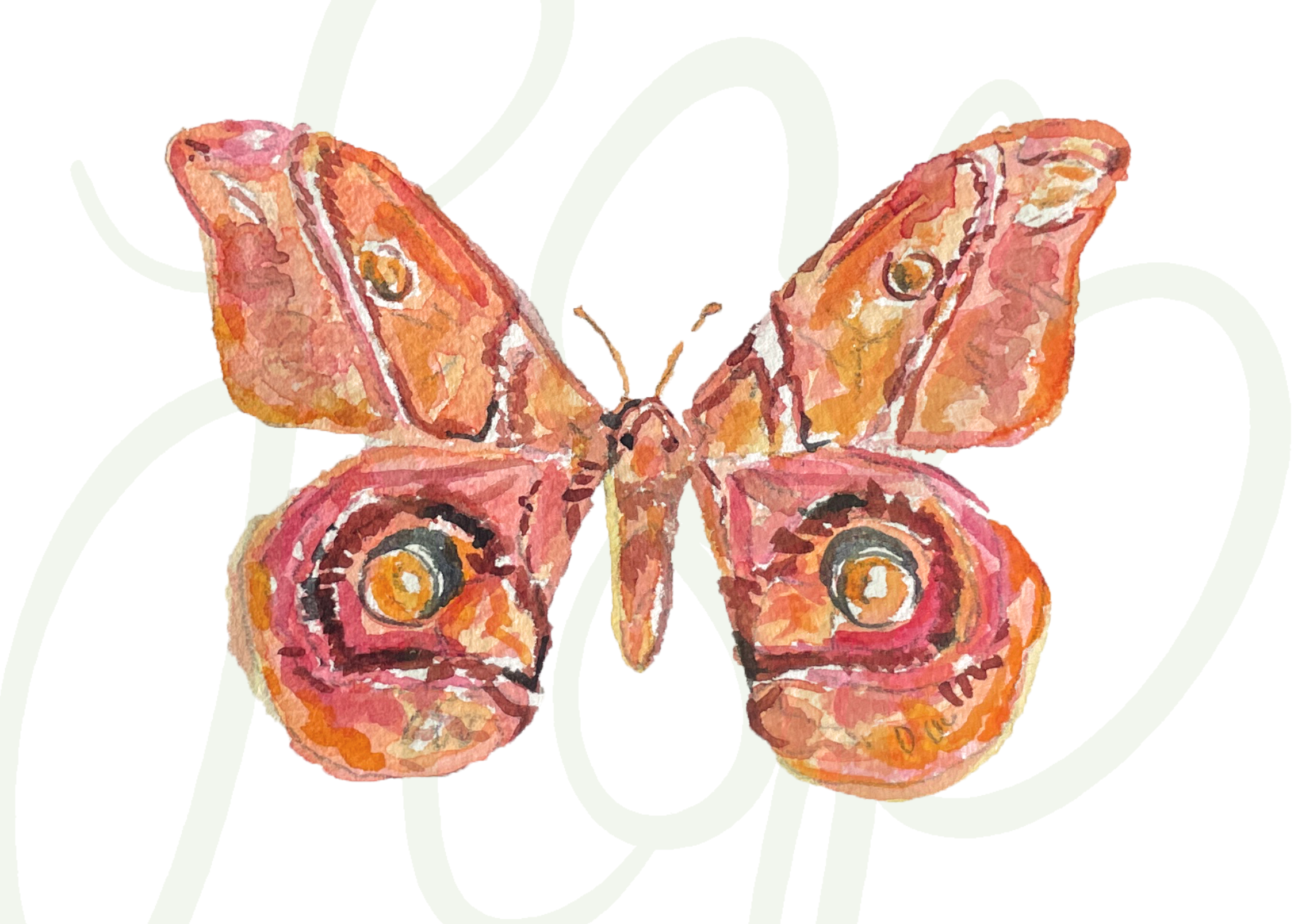 Avery Butterfly - Print